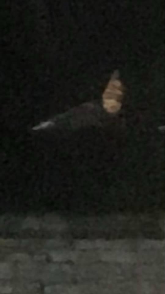 Photograph from PsychicGavin's paranormal investigations